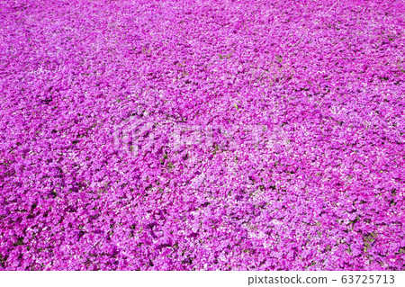 Moss phlox  63725713