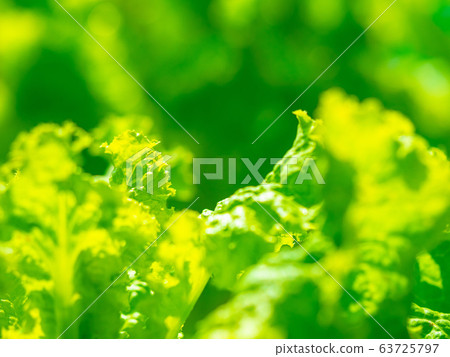 綠葉（葉生菜） 63725797