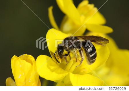 Creature name Insect phantom bee, a disgraceful name attached to it as it resembles "Kiobico bee" Creature name Insect phantom bee, a disgraceful name attached to it as it resembles "Kiobico bee" 63726029