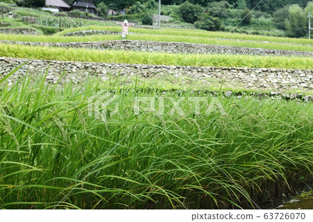 Rice terraces of fruitful Iwaza-jin Rice terraces of fruitful Iwaza-jin 63726070