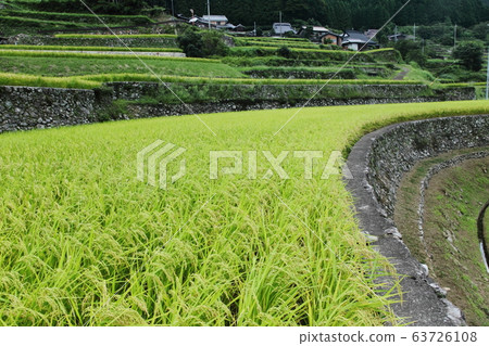 Rice terraces of fruitful Iwaza-jin Rice terraces of fruitful Iwaza-jin 63726108