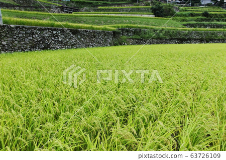 Rice terraces of fruitful Iwaza-jin Rice terraces of fruitful Iwaza-jin 63726109