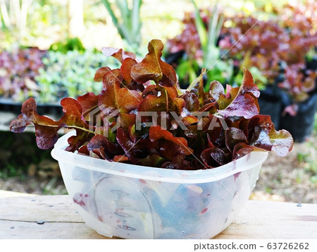 Non-toxic vegetables In an organic farm. 63726262