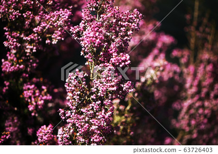 埃里卡的花 埃里卡的花 63726403