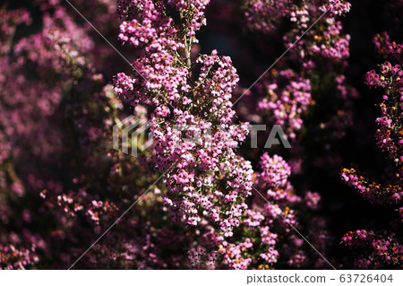 埃里卡的花 埃里卡的花 63726404