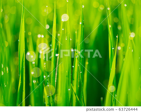 米領域早晨露水 63726444