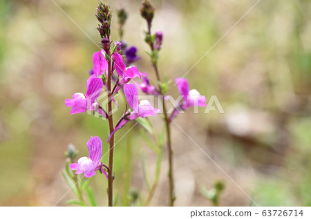 Linaria (Hime Goldfish) Linaria (Hime Goldfish) 63726714