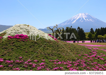 Fuji Shiba cherry-blossom Festival Fuji Shiba cherry-blossom Festival 63726851