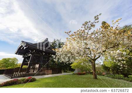 The beautiful cherry tree blossom of the Kew The beautiful cherry tree blossom of the Kew 63726872