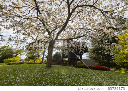 The beautiful cherry tree blossom of the Kew 63726873