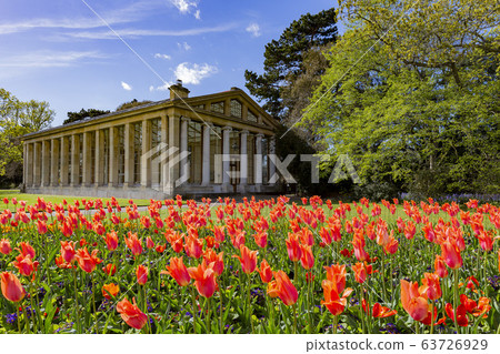 Many tulips blossom in the Kew Garden 63726929