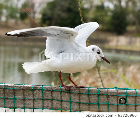 beautiful balancing seagull with spread wings 63726966