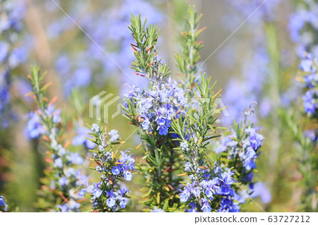 Rosemary Flower Rosemary Flower 63727212