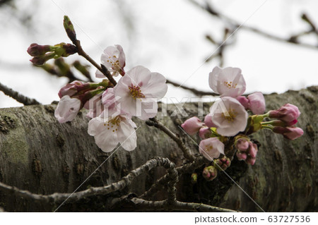 櫻花 櫻 賞櫻 63727536