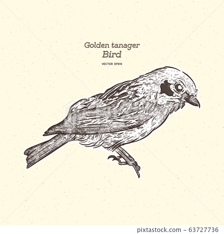 The golden tanager is a species of bird in the The golden tanager is a species of bird in the 63727736