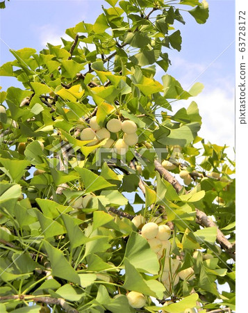 Ginkgo 63728172
