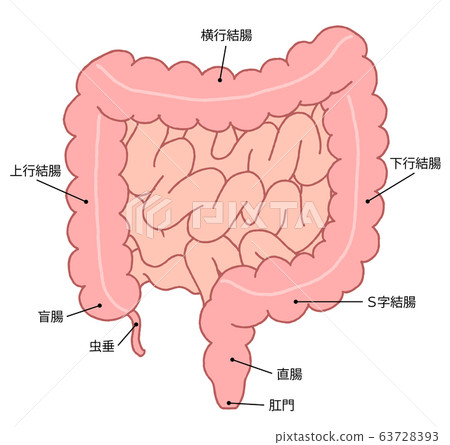 Intestinal section 63728393