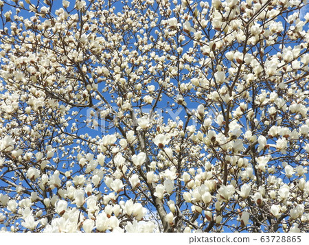 Hakkumen in full bloom Hakkumen in full bloom 63728865