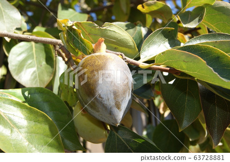 Black persimmon Black persimmon 63728881