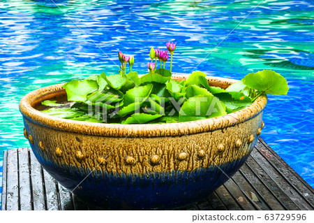 Flower Pots in Swimming Pool at Pattaya Garden Garden Cliff Resort Bangkok 63729596