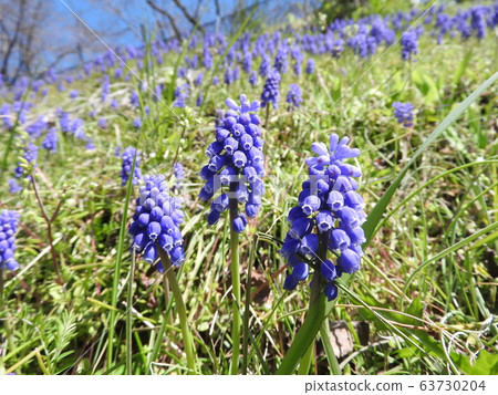 穆斯卡里綻放鮮花 63730204