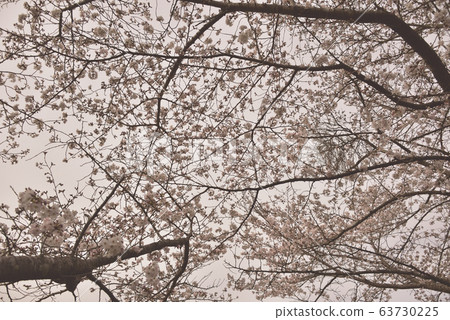 Cherry Blossoms Cherry Blossoms 63730225