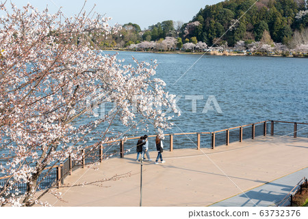 Mito City Senba Lake Sakura There are pedestrians Mito City Senba Lake Sakura There are pedestrians 63732376