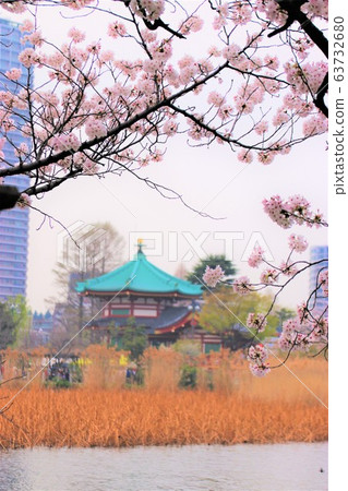 上野公園的櫻花 上野公園的櫻花 63732680