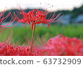 Cluster amaryllis 63732909