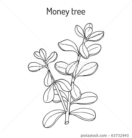 Money tree or jade plant Crassula portulacea , medicinal plant 63732943