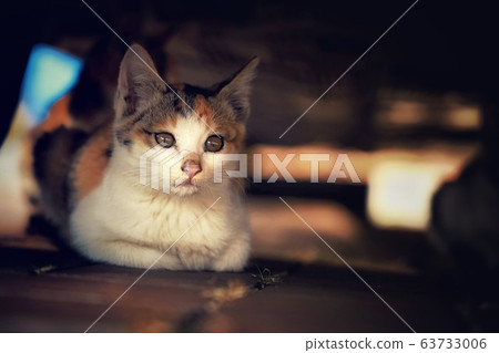 The tea is warm 63733006