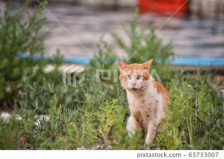 Sick cat Sick cat 63733007