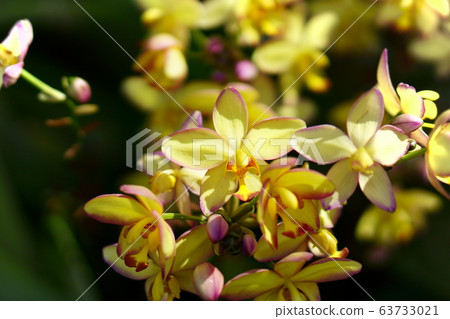 Tropical orchid Tropical orchid 63733021