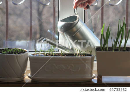 Women gardener watering plants. Container vegetables gardening.Young seedling of onion, basil, spinach growing in pot on windowsill . Gardening concept. 63733382