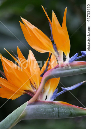 Botanical photo Greenhouse tropical plant Strelitzia flower Beautiful bird flower paradise Botanical photo Greenhouse tropical plant Strelitzia flower Beautiful bird flower paradise 63733460