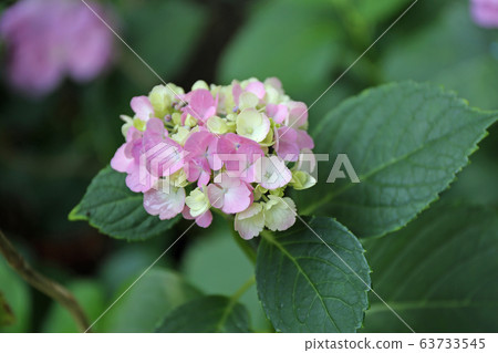 Hydrangea flower Hydrangea flower 63733545