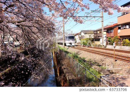 西武線武藏關站附近的一排櫻桃樹（3） 63733706
