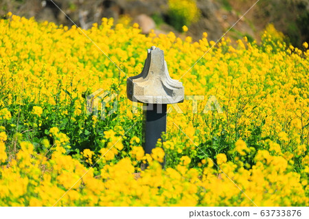 Monument, spring, Jeju rural, rapeseed, farming, rural scenery, 63733876