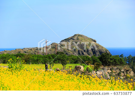 Spring, Jeju Rural, Rapeseed, Farming, Rural Landscape, 63733877