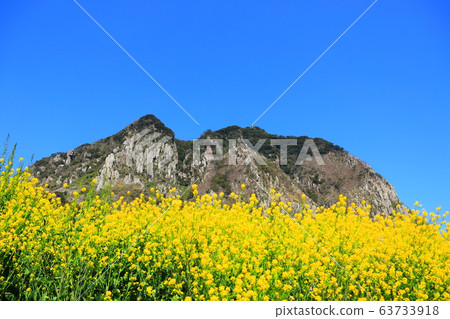 Sanbangsan 、、春季，農村，油菜籽， 63733918