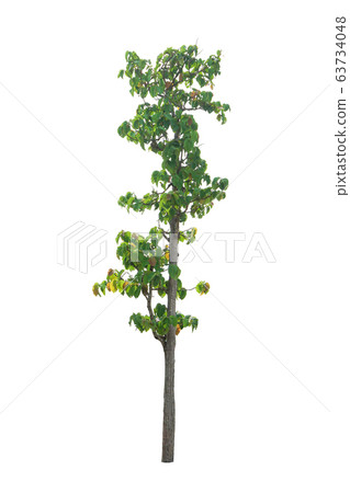 A tree on a white background,clipping paths 63734048