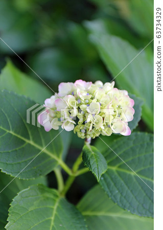 Hydrangea flower Hydrangea flower 63734329