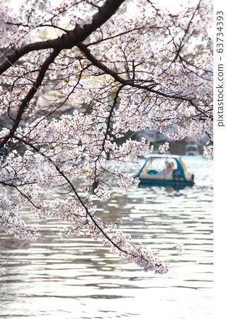櫻花井之頭公園 櫻花井之頭公園 63734393