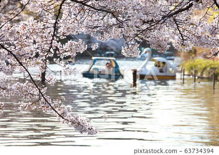 櫻花井之頭公園 櫻花井之頭公園 63734394