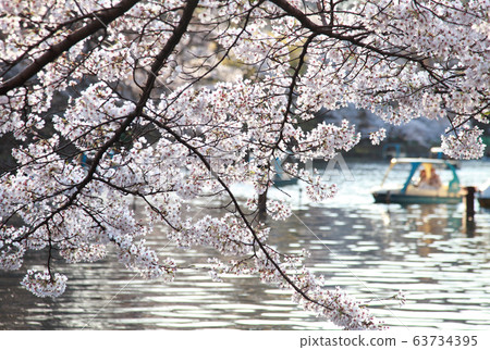 櫻花井之頭公園 櫻花井之頭公園 63734395
