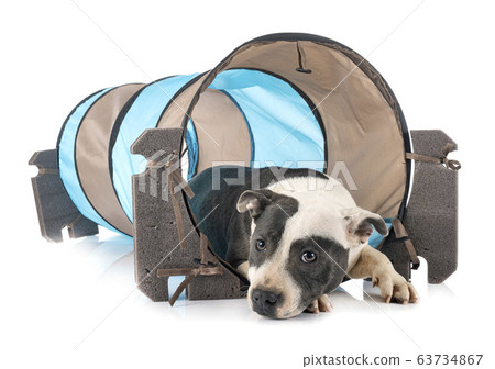staffordshire bull terrier staffordshire bull terrier 63734867