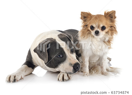 staffordshire bull terrier and chihuahua staffordshire bull terrier and chihuahua 63734874