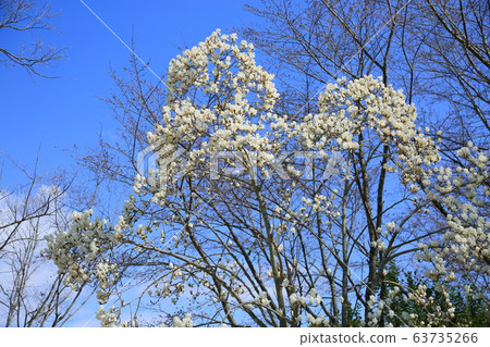 Yulan magnolia flower 63735266