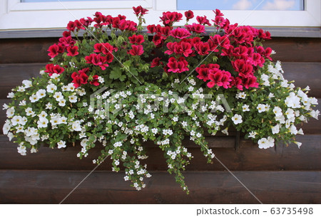 Red and white flowering plants in a flower box in the window sill . Geranium, petunia and bacopa flower growth in pot 63735498