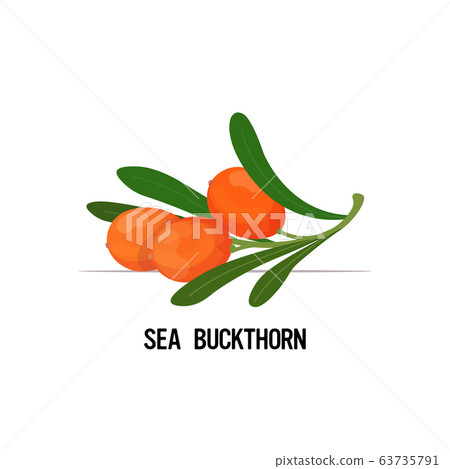 fresh juicy sea buckthorn icon tasty ripe fruit berry isolated on white background healthy food concept fresh juicy sea buckthorn icon tasty ripe fruit berry isolated on white background healthy food concept 63735791